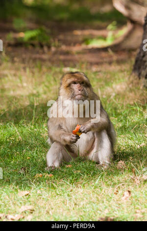 Barbary Maxaque an Trentham Monkey Forest in Stoke-on-Trent Stockfoto