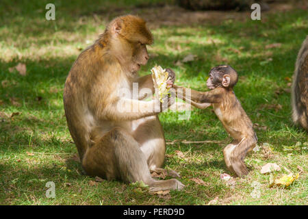 Barbary Maxaque an Trentham Monkey Forest in Stoke-on-Trent Stockfoto