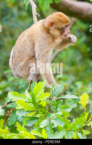 Barbary Maxaque an Trentham Monkey Forest in Stoke-on-Trent Stockfoto