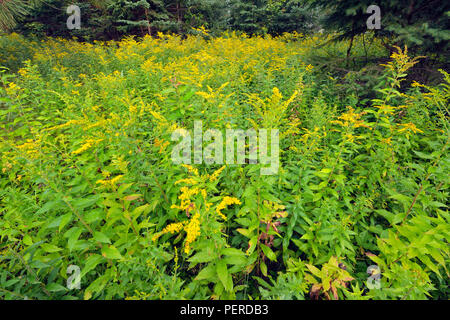 Kanada Goldrute (Solidago canadensis) Kolonie, Greater Sudbury, Ontario, Kanada Stockfoto