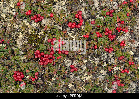 Gebüsch Cranberry, Preiselbeere (Vaccinium oxycoccos) (Vaccinium vitis-idaea), Arktis Haven Lodge, Ennadai Lake, Territorium Nunavut, Kanada Stockfoto