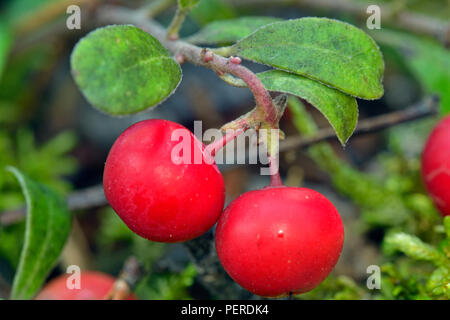 Gebüsch Moosbeere (Vaccinium oxycoccos), Twin Falls territorialen Parka, Northwest Territories, Kanada Stockfoto