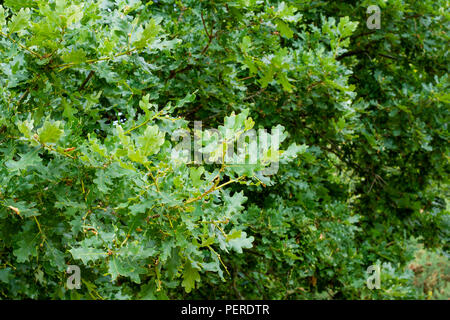 Pedunculate, Englisch Eichenlaub im Sommer, Dorset, Großbritannien Stockfoto