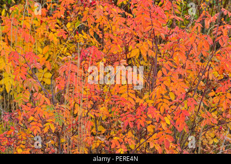 Wild Rose im Herbst Farbe, Yellowknife, Nordwest-Territorien, Kanada Stockfoto