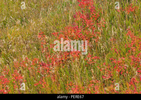 Herbst Farbe mit Gräsern und Wild Rose, Manning, Alberta, Kanada Stockfoto