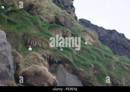Papageitaucher brüten in der Nähe von Vik, Island Stockfoto