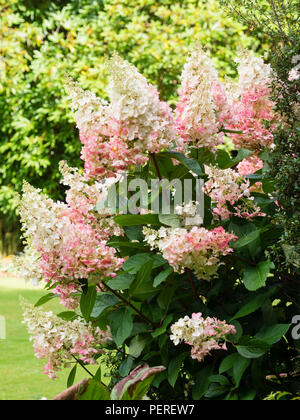 Weiß Sommer Blumen der Hardy Strauch, Hydrangea paniculata 'Pinky Winky', Alter, pink, wie Sommer in den Herbst Stockfoto