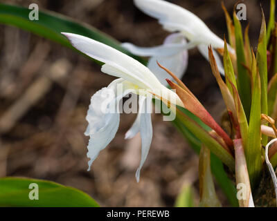 Weiß, Ende Sommer blumen Der winterharte Staude Ingwer, Roscoea × beesiana 'Monique Stockfoto