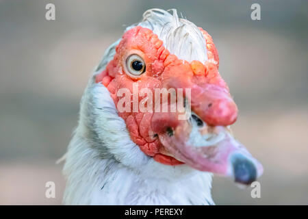 Wildlife uk. Muskovy Ente (Cairina moschata) Nahaufnahme Portrait auf See. Kopf in die Hälfte Profil geschossen und verschwommenen Hintergrund. Natur details. Stockfoto