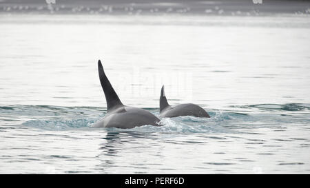 Pod von Orca's, Grundarfjordur, Island Stockfoto