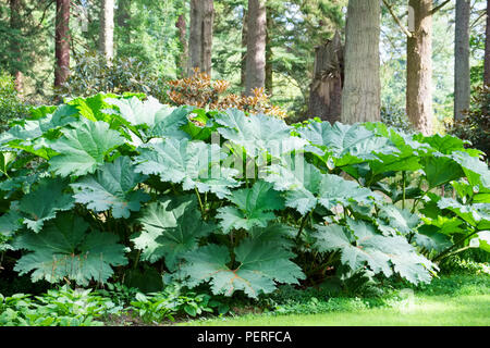 Riesige Rhabarber grosse Anlage mit riesigen grünen Blätter wachsen im wilden Wald in Europa Stockfoto