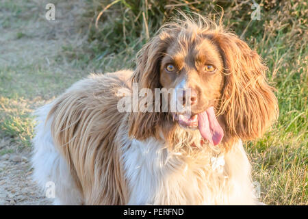 Cute pet Outdoor. Portrait von braunen und weißen Cocker Spaniel hund leuchtet am Nachmittag Sonnenlicht, stehend auf dem Weg mit seiner Zunge heraus hängen. Hund auf dem Spaziergang, UK. Stockfoto