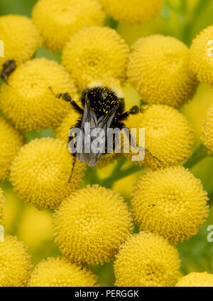 Yellow-faced Hummel (Bombus vosnesenskii) über gemeinsame Tansy Blume, Nisqually River, Washington Stockfoto