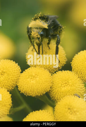 Yellow-faced Hummel (Bombus vosnesenskii) über gemeinsame Tansy Blume, Nisqually River, Washington Stockfoto