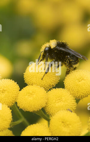Yellow-faced Hummel (Bombus vosnesenskii) über gemeinsame Tansy Blume, Nisqually River, Washington Stockfoto