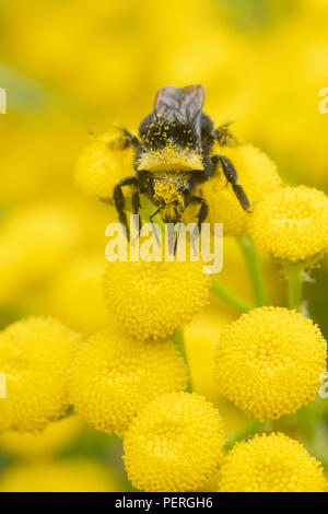 Yellow-faced Hummel (Bombus vosnesenskii) über gemeinsame Tansy Blume, Nisqually River, Washington Stockfoto