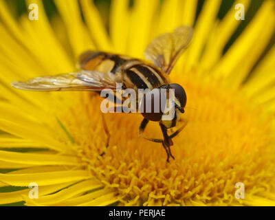 Große tiger Hoverfly auf eine Pflanze in ihrem Lebensraum in Dänemark sitzen Stockfoto