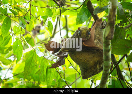 Sunda Flying Lemur (aka Malaiische colugo) in einem Baum in Tag ausruhen, den Blick in die Kamera. Kinabatangan Fluss, Sabah, Malaysia (Borneo). Stockfoto