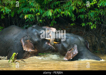 Ein paar junge männliche Borneo pygmy Elefanten im Wasser spielen in Kinabatangan Fluss in Sabah, Malaysia (Borneo). Stockfoto