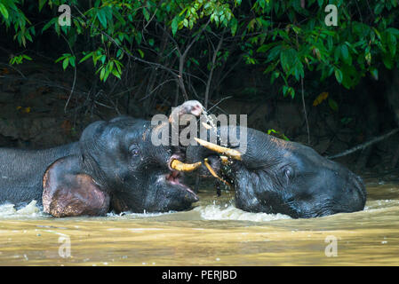 Ein paar junge männliche Borneo pygmy Elefanten im Wasser spielen in Kinabatangan Fluss in Sabah, Malaysia (Borneo). Stockfoto