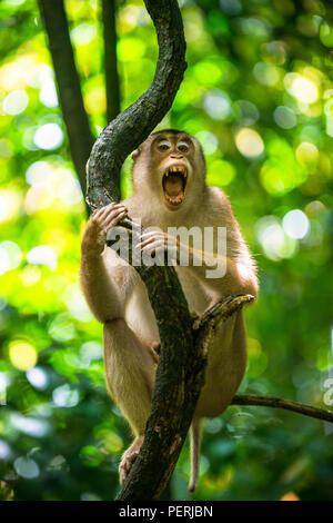 Eine südliche Schwein-tailed macaque in einem Baum an der Kamera und gähnen Sie sitzen, in den Regenwald Gomantong Höhlen, Sabah, Malaysia (Borneo) Stockfoto