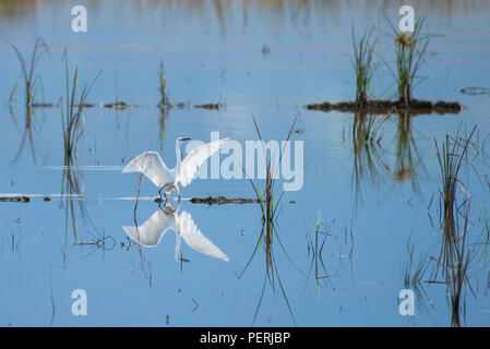 Weiß Seidenreiher (Egretta garzetta) mit Flügel, Reflexion sichtbar auf der Oberfläche, stehend in einem gefluteten Reisfeld. Tempasuk, Sabah, Malaysia Stockfoto