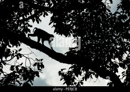 Die Silhouette eines südlichen Schwein-tailed Makaken (Macaca nemestrina) hinunter eine Zweigniederlassung, die in einem Baum. Deramakot Forest Reserve, Sabah, Malaysia (Borneo) Stockfoto