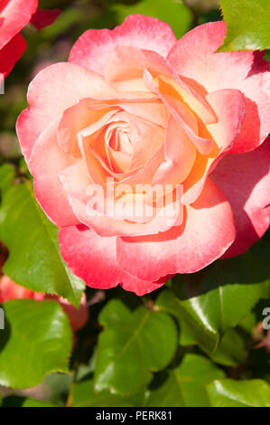 Schöne, ungewöhnliche, intensiv farbigen Rosen Stockfoto
