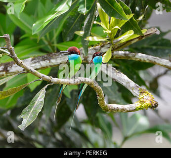 Blue-throated Bienenfresser (Merops viridis), Danum Valley, Sabah, Borneo, Malaysia Stockfoto