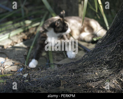 Fischernetz im Vordergrund und eine Katze liegend im verschwommenen Hintergrund Stockfoto