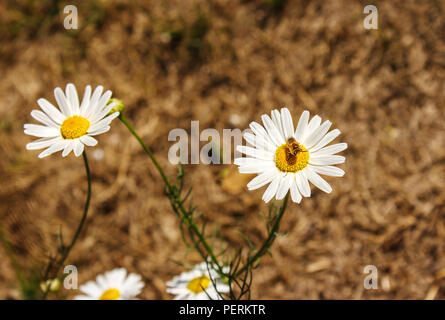 Zwei helle Gänseblümchen mit Biene im Garten an einem sonnigen Sommertag closeup Stockfoto