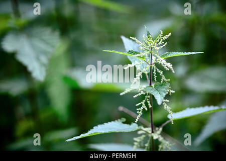 Detailliertes Bild der frisch und grün Brennessel. Konzentrieren Sie sich auf eine Pflanze sprießen. Urtica dioica, oft als brennnessel oder Brennessel. Blur Stockfoto