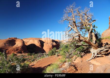 Arches National Park in Utah, USA. Juniperus osteosperma (Utah Wacholder) toter Baum. Stockfoto