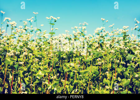 Buchweizen-Feld gegen blauen Himmel Stockfoto