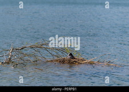 Weibliche Sumpfhuhn sitzen auf ihrem Nest in einem See Stockfoto