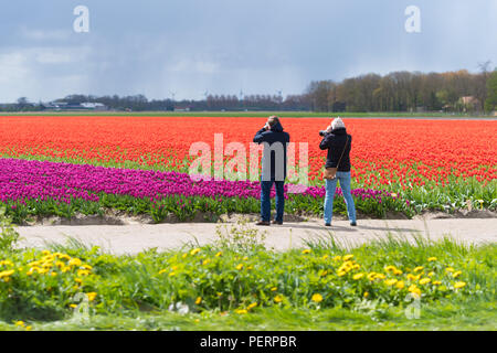 ESPEL, Niederlande - 17 April 2017: unbekannte Fotos, die an einem schönen blühenden Tulpenfeld Stockfoto