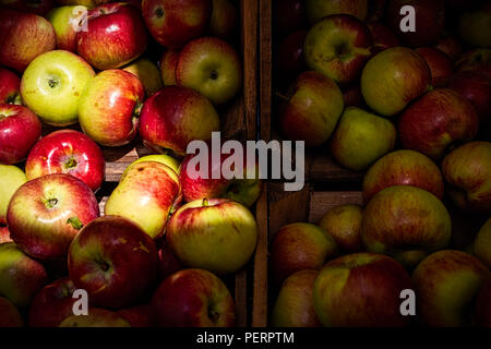 Nur rippened Äpfel in Holzkisten bereit zu essen abgeholt. Stockfoto