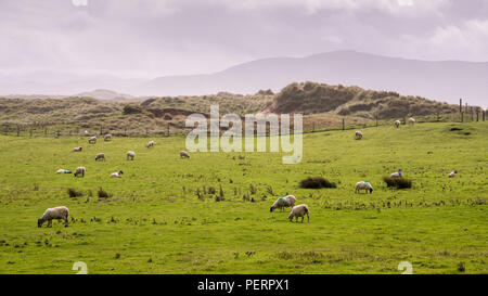 Eine Herde Schafe grasen auf der Weide auf den Sanddünen von Zoll Strang in Dingle Bay, in der irischen Grafschaft Kerry. Stockfoto