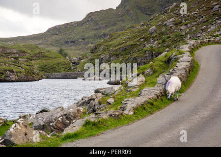 Schafe grasen in der Mountain pass Tal der Lücke von Dunloe, neben dem Schwarzen Lough und unter der Macgillycuddy Reeks Berge in der irischen Grafschaft Stockfoto