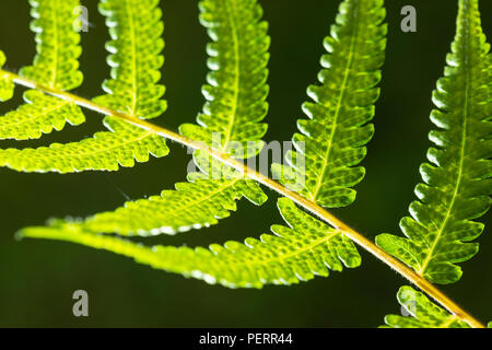 Closeup Schuß von hinten beleuchtete Farn Blatt Stockfoto