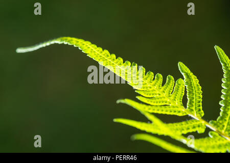 Closeup Schuß von hinten beleuchtete Farn Blatt Stockfoto