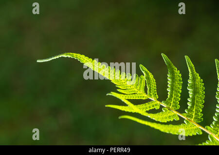 Closeup Schuß von hinten beleuchtete Farn Blatt Stockfoto