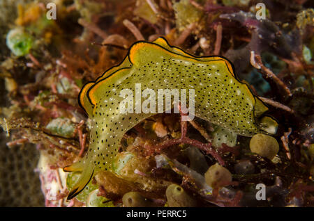 Sea Slug, Elysia ornata, Plakobranchidae, Anilao, Batangas, Philippinen, philippinische Meer, Pazifischer Ozean, Asien Stockfoto