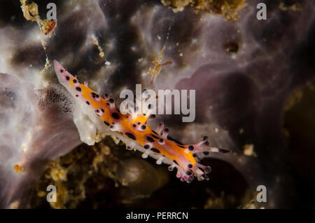 Sea Slug, Aegires villosus, Aegiridae, Anilao, Philippinen, Philippine Sea, Pazifischer Ozean, Asien Stockfoto