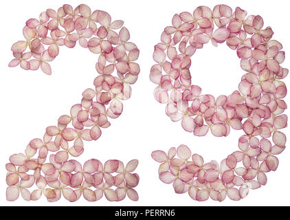 Arabische Zahlen 29, 29, von Blüten Hortensie, auf weißem Hintergrund Stockfoto