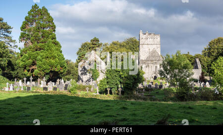 Die Ruinen von Muckross Abbey in Killarney National Park in der irischen Grafschaft Kerry. Stockfoto