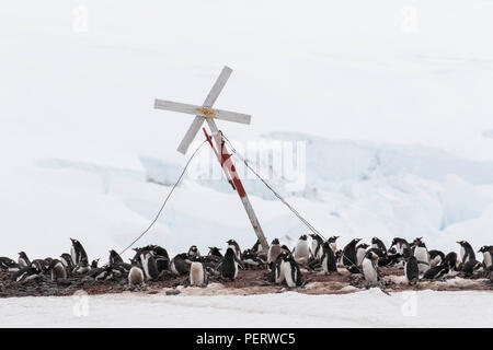 Gentoo Pinguin rookery an der Antarktis Forschung statoin Stockfoto