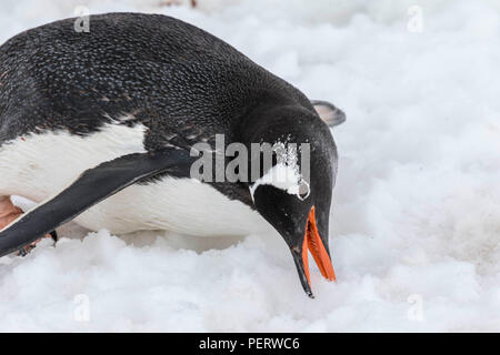 Gentoo Pinguin essen Schnee in der Antarktis Stockfoto