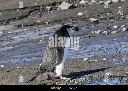 Einsame zügelpinguin Wandern an einem Strand in der Antarktis Stockfoto