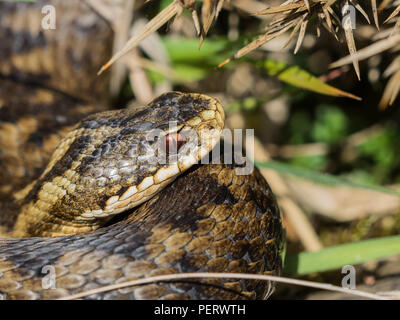 Weibliche Kreuzotter (Vipera Berus) Stockfoto